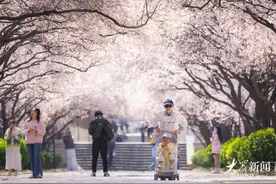 “樱花大道”限时返场，山东师大开启浪漫时刻图片