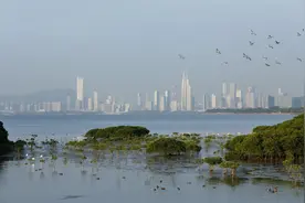 一周年！深圳稳步推进国际红树林中心筹建工作图片