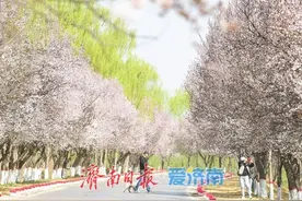 限时春日美景上线，济南黄河最美“樱花大道”邀您来赏图片