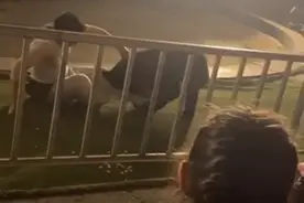 成都一头黑熊表演时失控扑咬驯养员？园方称系抱腿捡食爆米花图片