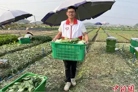 广东已有超1万名大学生参与志愿服务乡村振兴行动图片