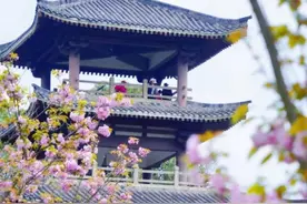 即将进入盛花期！2025成都·青白江樱花赏花季启幕图片