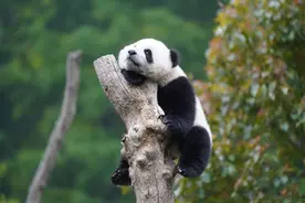 濒危等级下降，大熊猫还需要保护吗？图片