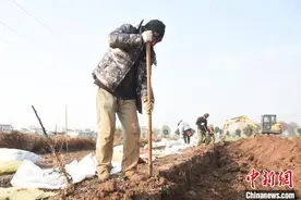 （高质量发展调研行）“土棒棒”变“金条条”，河南小山药有何魔力？图片