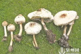 路边冒出青褶伞 劝君莫当“菇勇者”误食严重的可危及生命图片