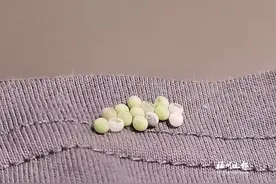 衣服粘附“绿颗粒”？不要碰！图片