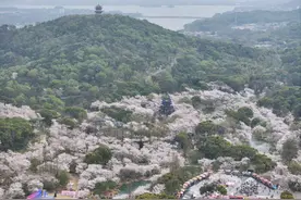 江苏无锡：鼋头渚樱花盛放引游人图片