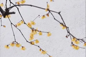 十三太保·赛春景｜窗似景，景如诗！初春在苏州园林邂逅蜡梅花开图片