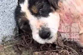 主人去世狗狗守墓2年，网友赞现实版“忠犬八公”，专家：狗对人的爱或超过对食物的爱图片