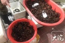 大皖观察 ∣合肥小龙虾跌破10元/斤，集中上市致价格下跌图片