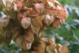 秋意渐浓，奉贤街边一串串“灯笼”已挂上枝头→图片