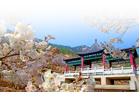 首届赏花节期间推出十条赏花线路，多条优惠措施带你畅游岛城图片