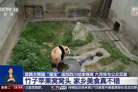 期待6月的见面！小熊友“福宝”的居家日常来啦图片
