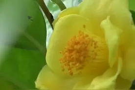 广西防城港：“茶族皇后”金花茶当令盛开图片