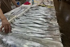 入选国家级名录！舟山这条鱼真“带劲”！图片