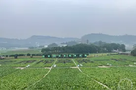 “无废乡村”什么样？来看位于重庆的“世界榨菜第一村”图片