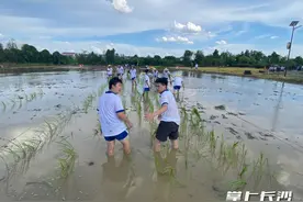 伏天学农！长沙这群中学生用汗水浇灌青春图片