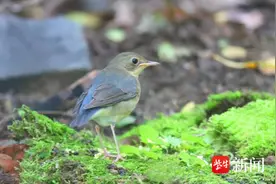 扬州鸟类家族成员增至311种，首次观测到蓝歌鸲图片