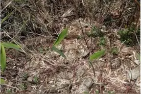 这里也有大熊猫出没 终南林场管护区首次发现野生大熊猫踪迹图片
