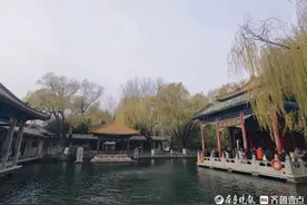 组图|冬日趵突泉，柳树挂满叶，鱼儿欢快游图片