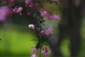 周末到了，和海棠、晚樱来个约会吧图片
