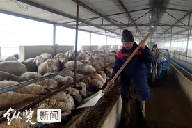 衡水发展绿色生态养殖引领农牧业转型升级 “绿色牧歌”唱响富民曲图片