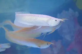 行走黄河｜黄河入鲁第一县东明：龙鱼游进黄河滩图片