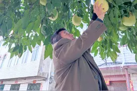 云梦：立冬“柚”丰收图片