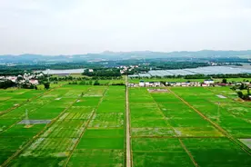 江西东乡：夏日田园 美景如画图片