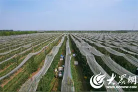 乡聚黄河口 振兴好“丰”景 | 广饶县“苹果”迎丰收 “金果”点亮致富路图片