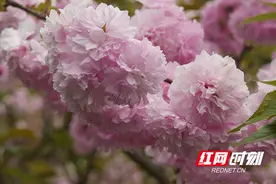 绥宁：樱花烂漫绽新颜 踏春赏花“醉”游人图片