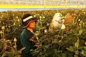 【致富榜样】兰州新区：“鲜花经济”铺就“花式”振兴路图片