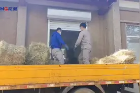 南山公园备足羊草，确保动物安全过冬图片