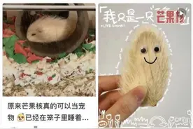 当代年轻人已经开始养“芒狗”了？图片
