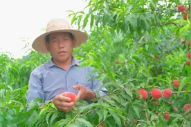 安徽东至：夏桃结满枝 “桃管家”来帮忙图片