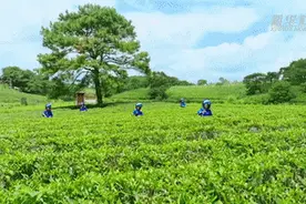 中国故事丨茉莉之乡茉莉香图片