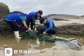 紧急！一只瓶鼻海豚在长乐区海滩搁浅！他们出手救援！图片
