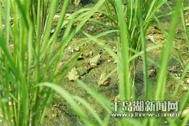 稻蛙共生 绘就乡村新“丰”景图片