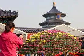 万盆菊花绽放祈年殿，天坛公园规模最大菊花展开幕图片