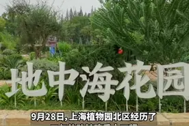 上海植物园北区试开放，向日葵、粉黛等正值观赏期，免大门票入园“十一”走起图片