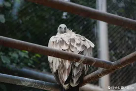 济南动物园里的秃鹫，瞭望苍穹的孤独猎手图片