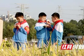 长沙市实验小学梅溪湖星辰中队走进隆平水稻博物馆 追逐“禾下乘凉梦”图片