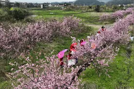资兴：樱花盛妆迎客来图片