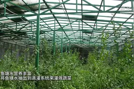 广州白云：立体农业种养新模式助力增产增收图片