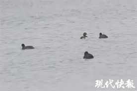 盐城观鸟人连续拍到极危物种青头潜鸭图片
