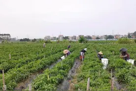 高州沙田镇：2600亩冬种菜打开群众家门口的“致富密码”图片
