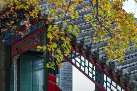 补气祛湿的“广东人参”，调治过敏性鼻炎就选它图片