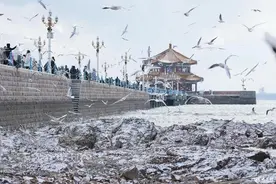 绝美！青岛栈桥海边结冰，一场“鸥遇”宛如置身“冰雪世界”！图片