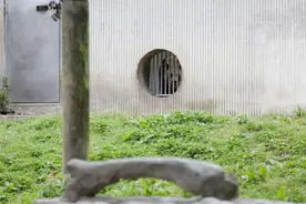大熊猫“福宝”正式与公众见面，每一张特写都太可爱了图片