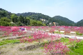 重庆巴南区：“金田花开·泉享生活”第二届寻春旅游消费季邀市民共享春日好时光图片